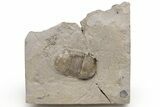 Bumastus Ioxus Trilobite - New York #232061-1